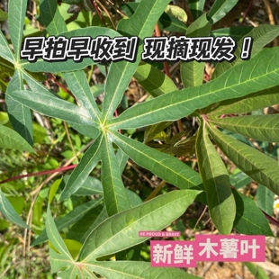 新鲜现摘野生木薯叶生木树薯叶南洋薯叶食用纯天然喂蚂蚱喂虫