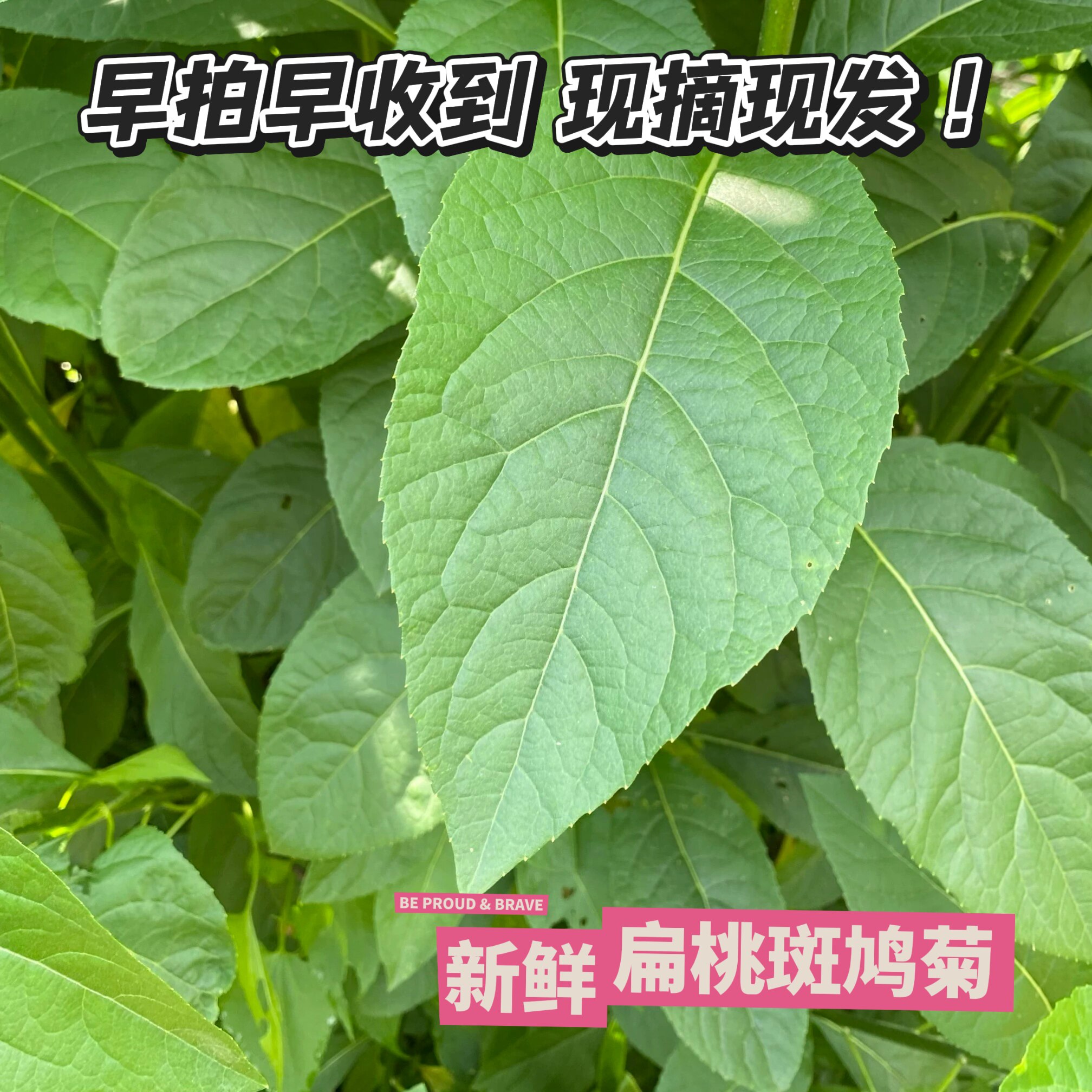 南非叶新鲜叶子农家现采将军叶扁桃斑鸠菊大苦叶南非叶茶干叶包邮