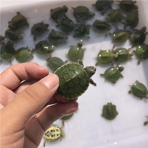 养殖场批发巴西龟活物地摊小乌龟