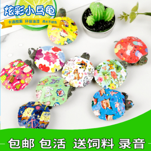 网红彩色小乌龟活体活物七彩小乌龟炫彩巴西龟 卡通观赏宠物龟 包邮