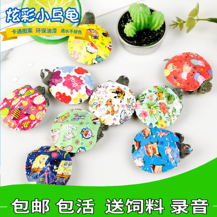 网红彩色小乌龟活体活物七彩小乌龟炫彩巴西龟包邮卡通观赏宠物龟
