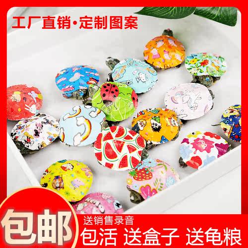 巴西炫彩工厂直销可爱卡通小彩龟