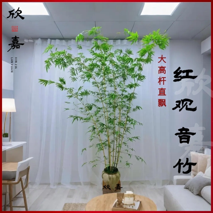 红观音竹直立大苗四季好养室内茶室桌面庭院空间造景大型绿植盆栽