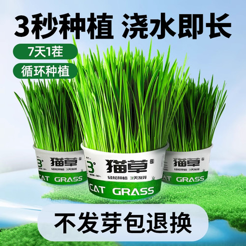 懒人泡面猫草盆栽猫咪化毛草天然