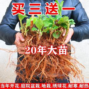 绣球花苗老桩耐大寒无尽夏绣球盆栽阳台室内外庭院地栽花卉植物