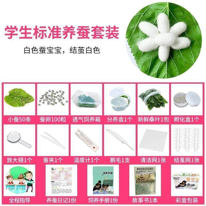蚕宝宝学生养蚕套装新鲜桑叶爬行活蚕好养七彩天然彩蚕春蚕卵.