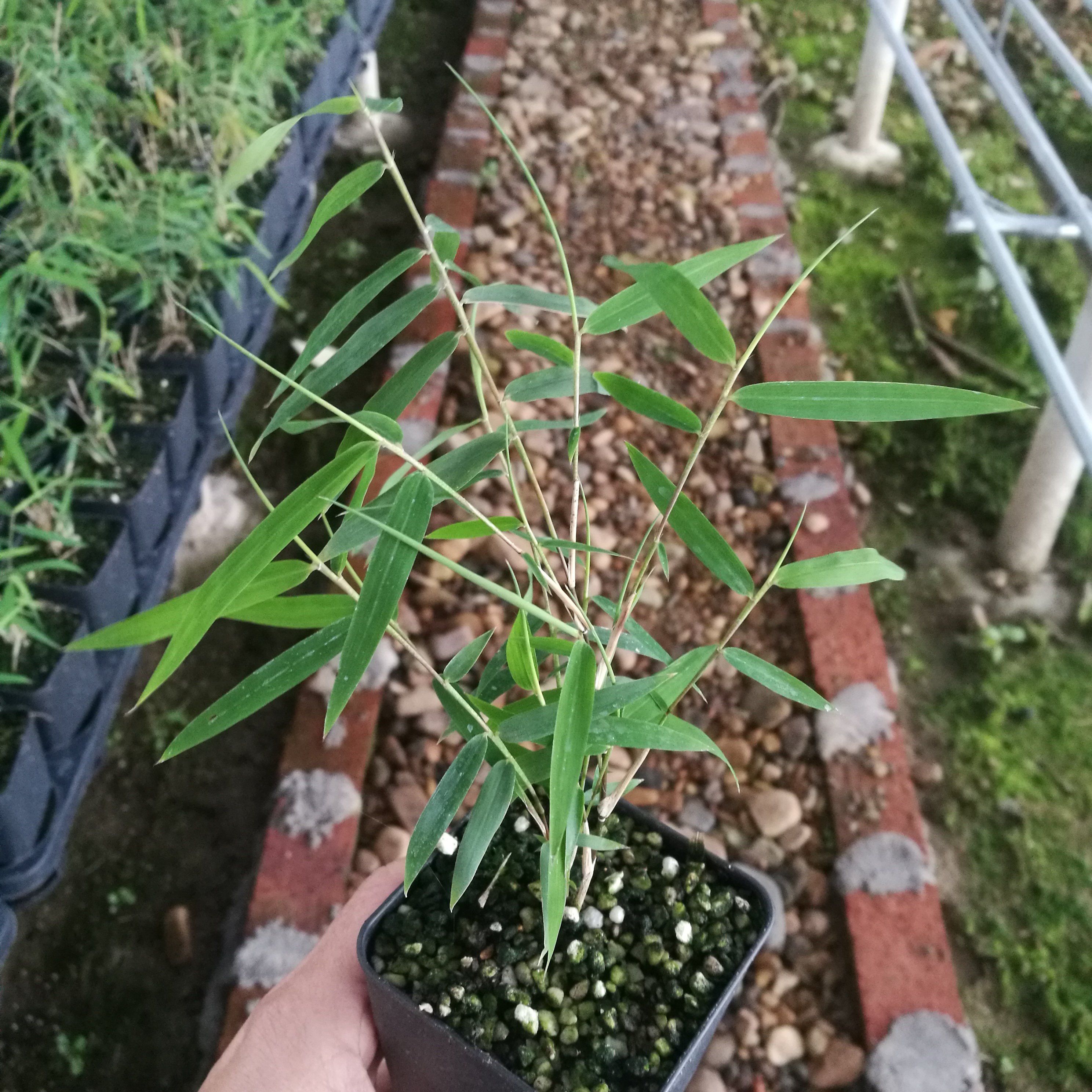 小玉山竹四季常绿植物四川油竹小型竹10杆左右