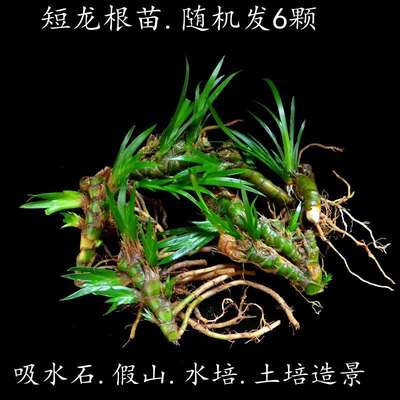 吸水水陆陕西绿石菖蒲缸造苔藓植假山西安景卷石柏附植物雨林盆景