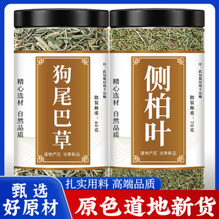 狗尾巴草侧柏叶中药材正品煮水新鲜狗尾草干草批发侧柏树叶子洗发