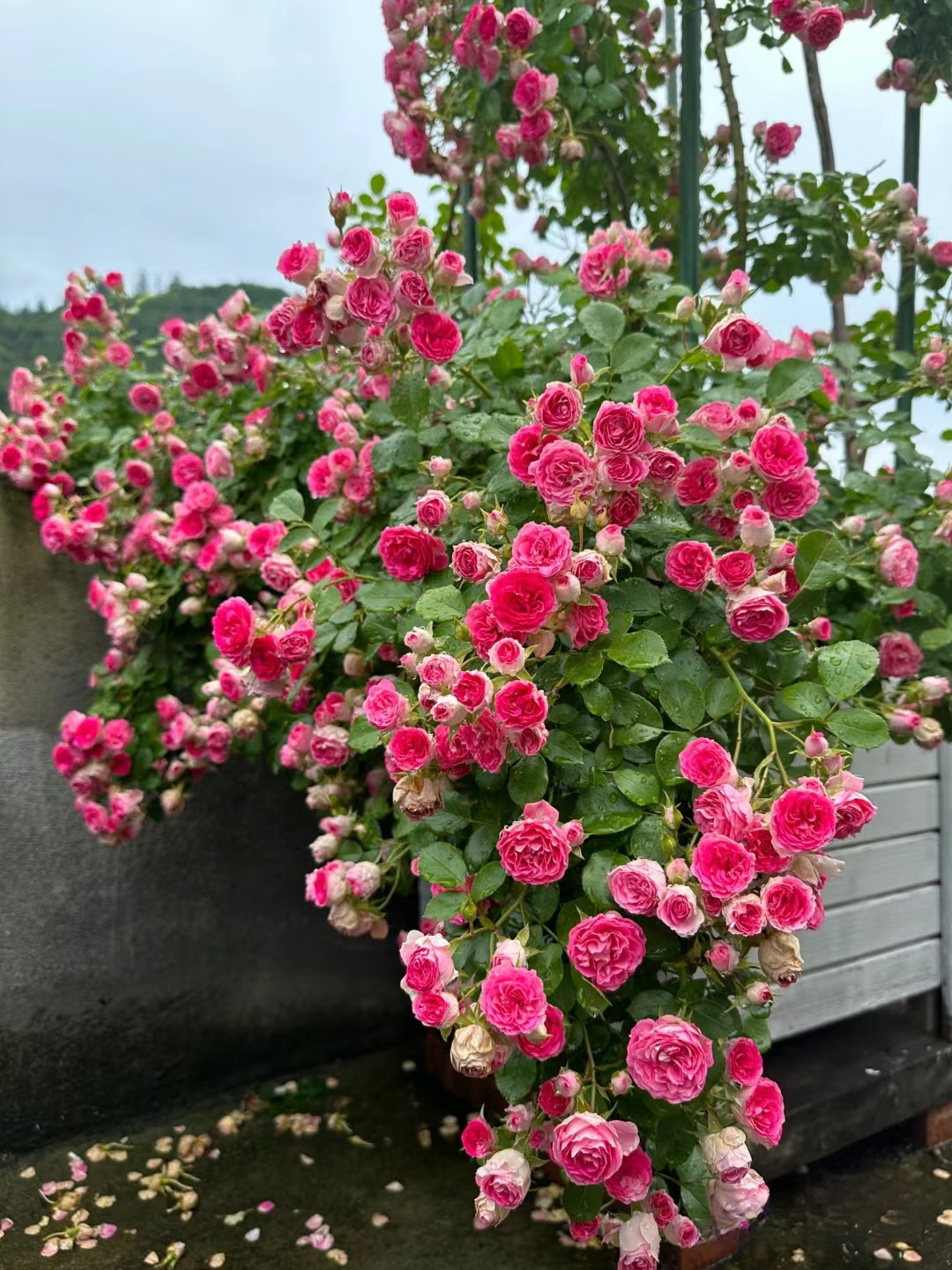 胭脂扣藤本月季花苗四季开花大浓香植物盆栽玫瑰花卉庭院爬藤攀援