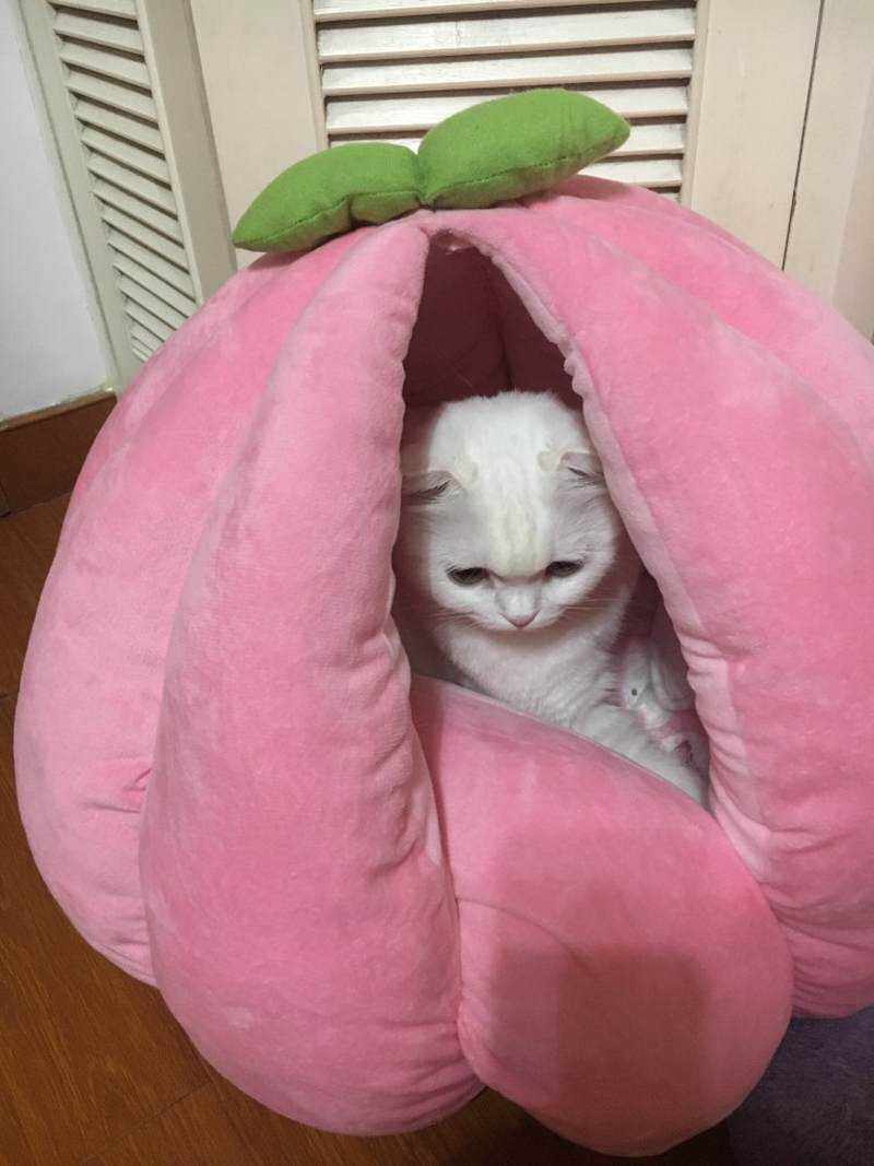 网红猫窝水果南瓜桃子型萌窝可爱猫窝封闭式猫床可拆洗猫狗睡袋