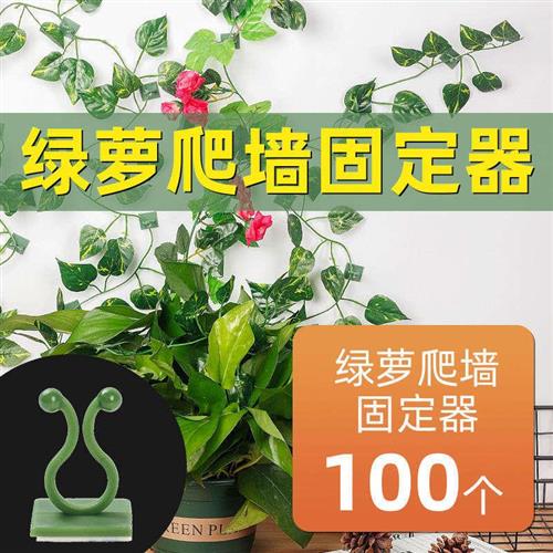 绿萝爬墙固定神器绿植攀爬藤花夹子绿箩吊兰植物爬上挂钩家用卡扣-封面