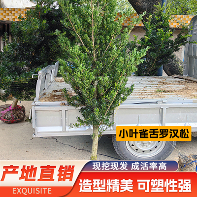罗汉松庭院吸甲醛现挖现发