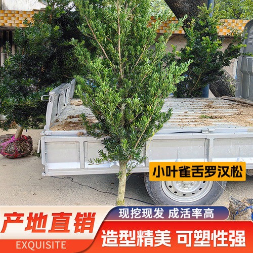 罗汉松庭院吸甲醛现挖现发