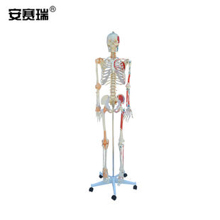 安赛瑞人体骨骼模型骨骼附肌肉标识韧带模型骨架模型带韧带肌肉起