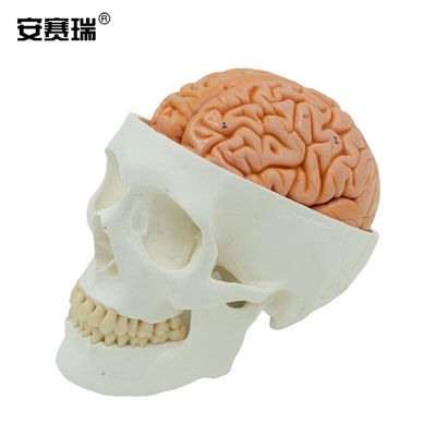 安赛瑞人体器官模型人体头颅大脑模型大脑模型头骨模型1:1颅脑解