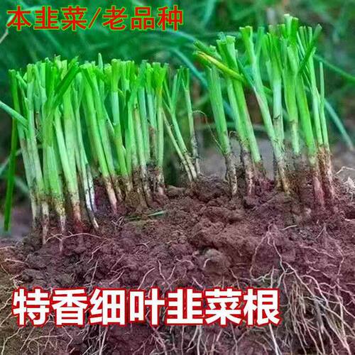 现挖新韭菜根苗香韭菜小细叶农家