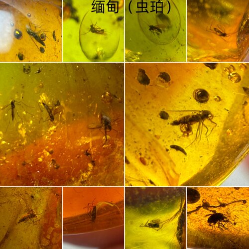 缅甸老蜜蜡昆虫琥珀原石摆件