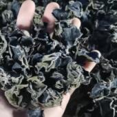 2025头茬木耳250克 无硫自然晾晒干