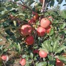 包邮 某妃苹果 京东 12个果以内 又脆又甜