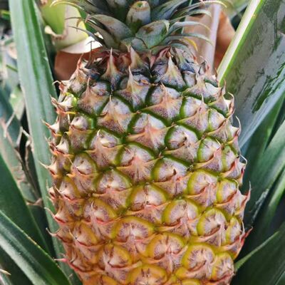 京东快递  海南自然树熟金钻凤梨净重4.5-5斤