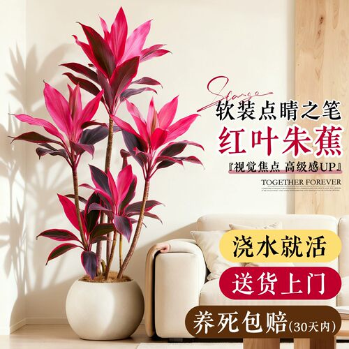 红叶朱蕉高级感室内大型落地绿植