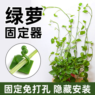 爬藤固定器爬上神器绿植固定架墙上无痕挂钩粘 绿箩爬藤固定器月季