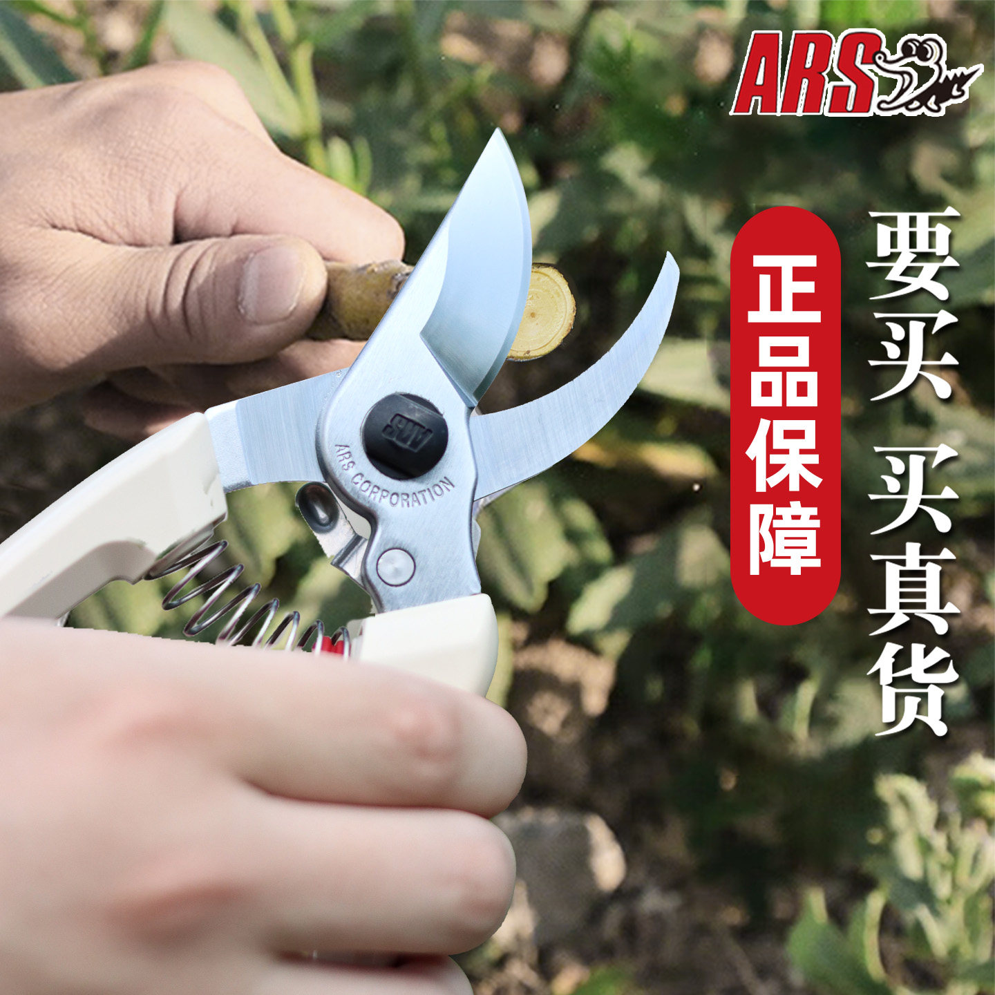 日本原装进口修枝剪果树树枝图片