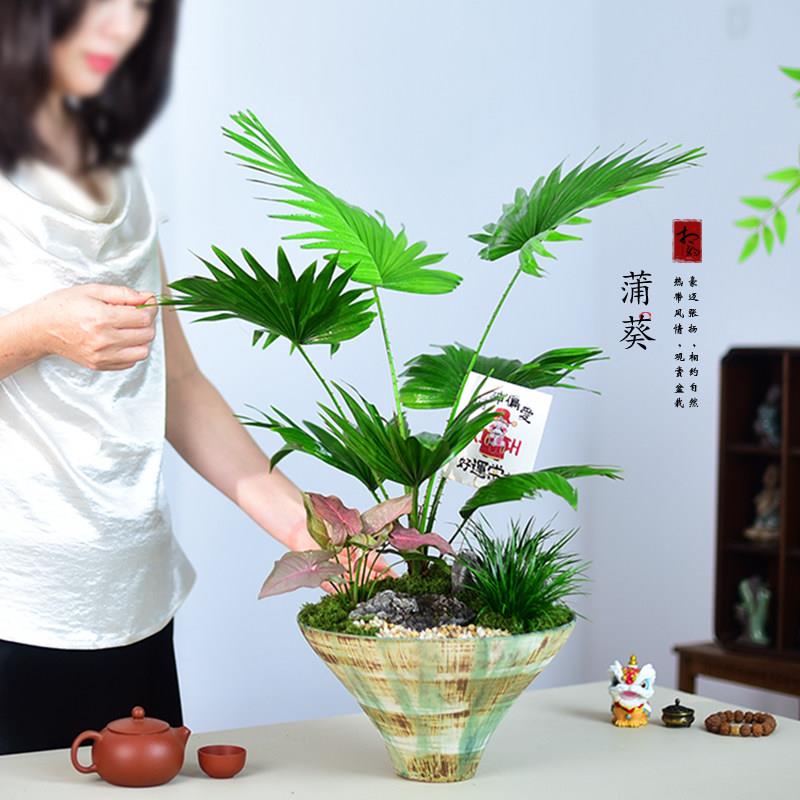 大扇叶蒲葵盆栽四季植物盆景室内好养办公客厅观叶绿植摆件好养活