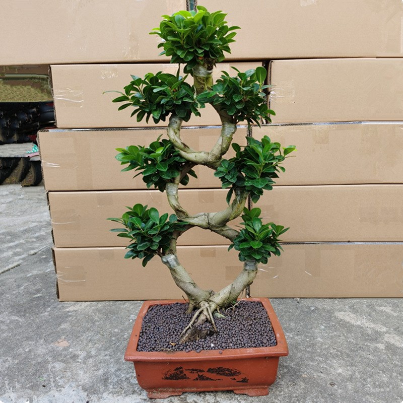 热销金钱榕小叶榕树S造型榕v树盆景盆栽 绿植室外庭院阳台观茎植