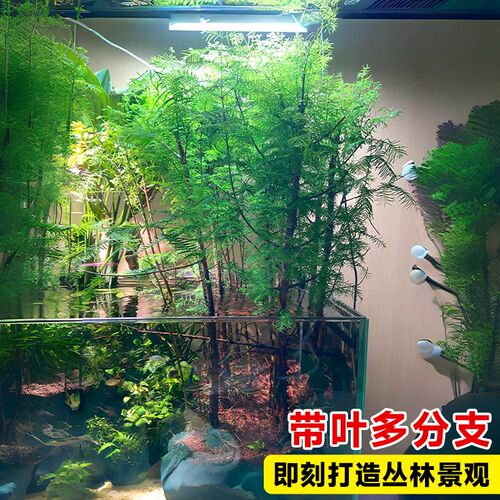 热销水杉水培鱼缸水生树苗造景老桩植物盆栽龟缸绿植水.草溪流缸