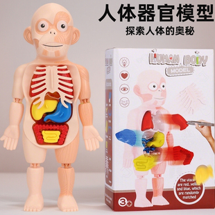 人体模型器官脏解剖医学可拆卸拼装生物儿童科学玩具3d结构骨骼架