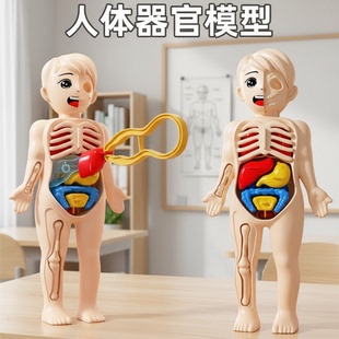 儿童人体结构模型躯干拼装孩子玩具幼宝宝启蒙科教可拆卸器官内脏