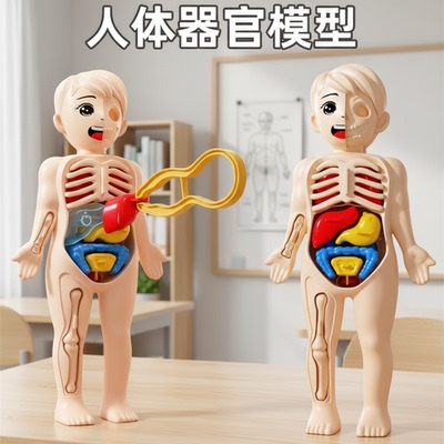 儿童人体结构模型躯干拼装孩子玩具幼宝宝启蒙科教可拆卸器官内脏