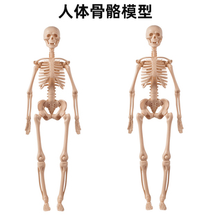 人体结构模型骨骼可拆卸儿童玩具拼装生物解剖医学3d身体脊柱模型