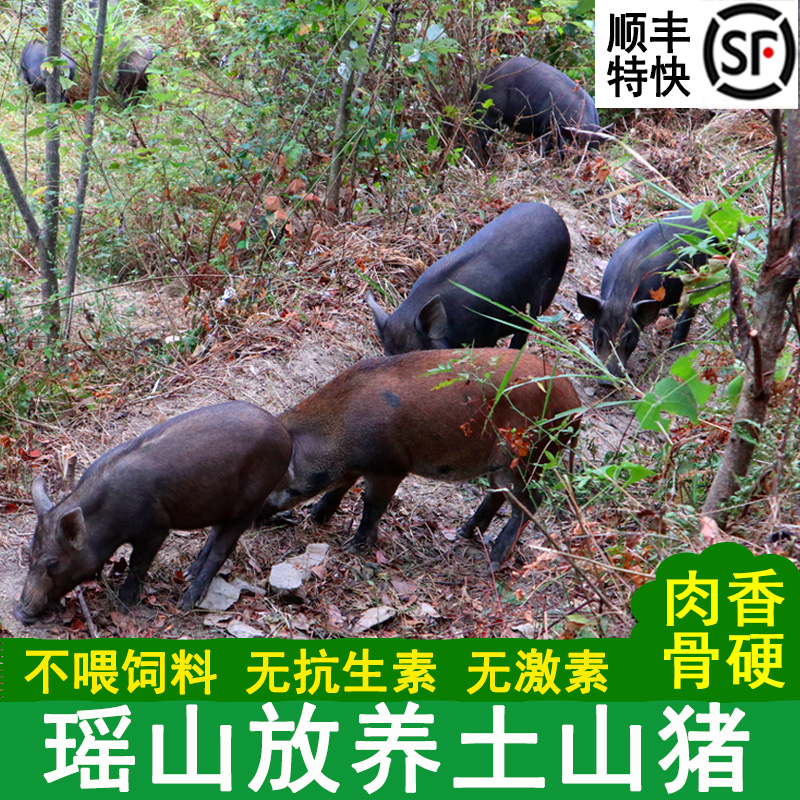 土猪肉农家猪肉前后猪腿肉五花肉猪排骨散养笨猪肉藏香猪肉土山猪
