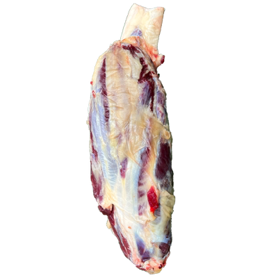 怡博士高山吃草老黄牛