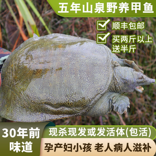 怡博士现杀或活体发货野养甲鱼