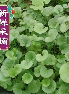 新鲜马蹄金钱草铜钱草消暑下火中草药溶石草小金钱草鱼前草遍地茎
