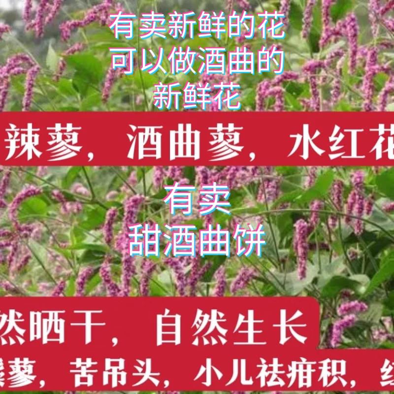 红辣蓼草酒曲马辣花水辣蓼红花蓼蓼子草斑蕉草中药红蓼花酒曲药饼