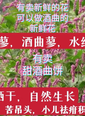 红辣蓼草酒曲马辣花水辣蓼红花蓼蓼子草斑蕉草中药红蓼花酒曲药饼