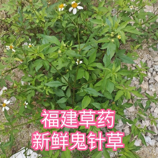 福建草头新鲜鬼针草四方枝苦栋鬼钗草虾钳草粘人草归真草金盏银盘