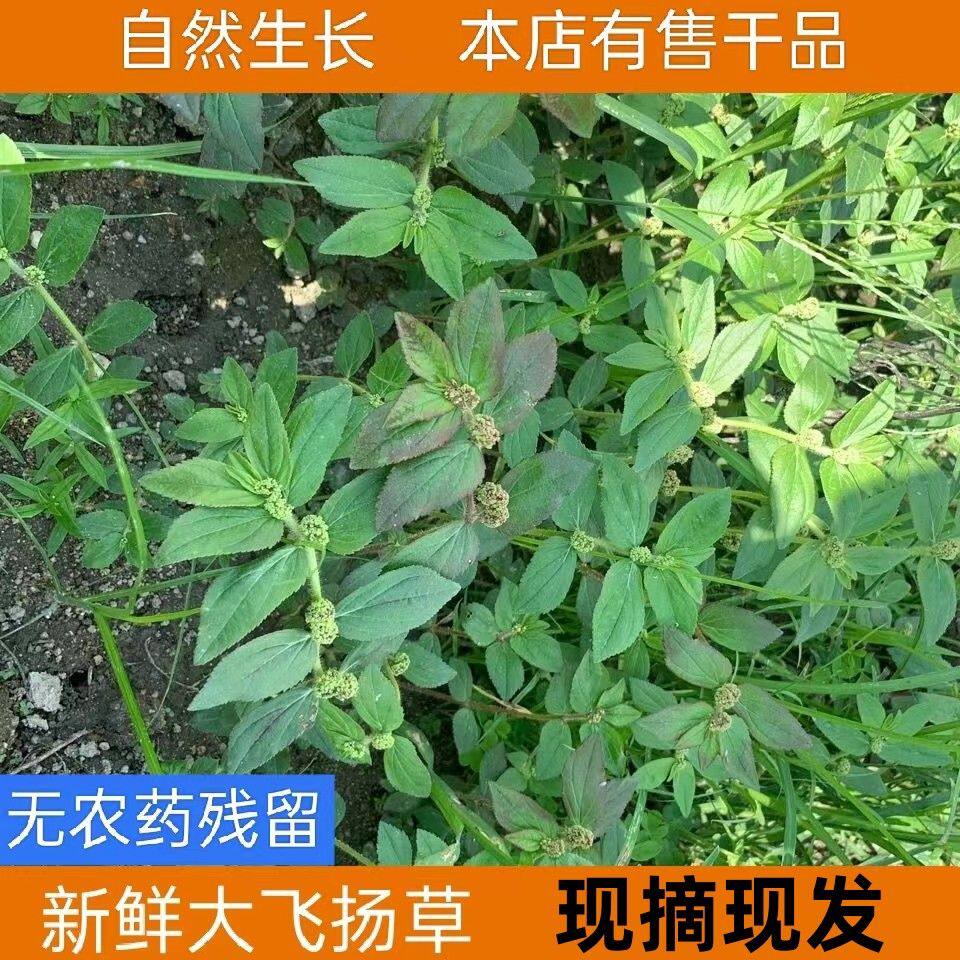 福建外用草药新鲜飞扬草天然乳籽草大飞扬大乳汁草飞扬草猪母奶草