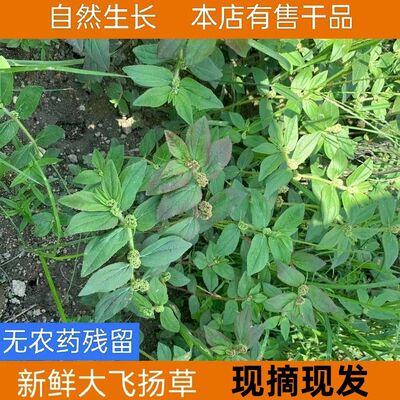 飞扬草乳籽草乳汁草猪母奶草