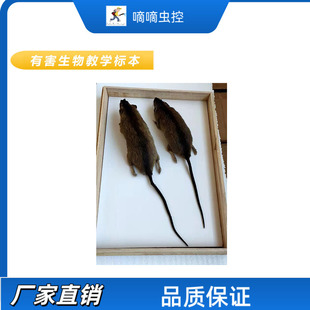 黄胸鼠褐家鼠小家鼠黑线姬鼠包埋标本老鼠剥制标本病媒生物标本