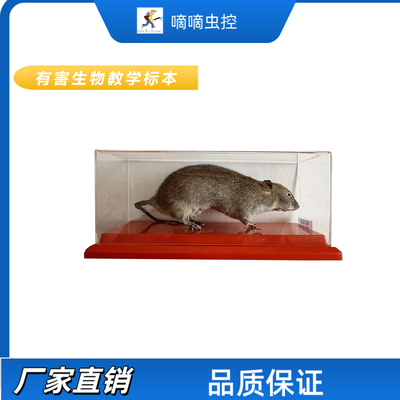 实验室生物标本嘀嘀虫控老鼠实物