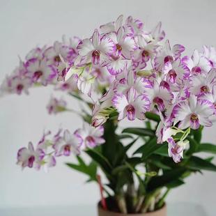 泼墨石斛兰盆栽 3-4枝花剑 兰花 客厅阳台窗台办公室好养花卉