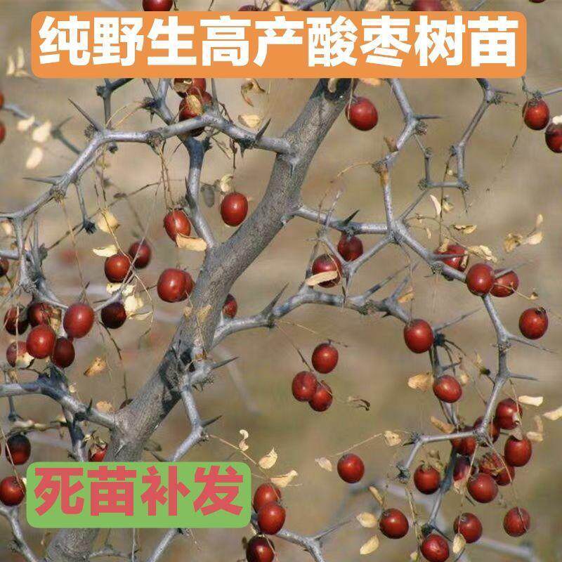 纯野生酸枣树苗山枣树苗小红枣树苗盆栽庭院地栽盆景南北方种植