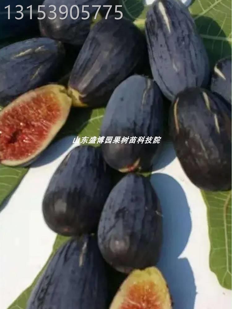 黑茄子无花果树苗紫果特大糖心无花果苗盆地栽北南方种植当年结果