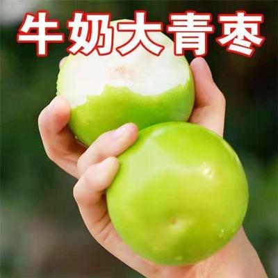 正宗台湾大青枣树苗盆栽地栽绿植花卉四季南方北方种植一年结果